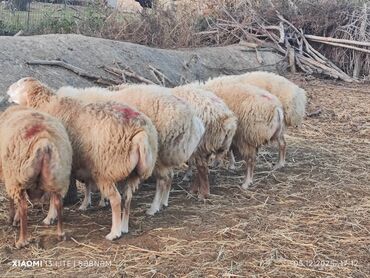 Qoyunlar, qoçlar: Salam. 6 baş qoyun satılır . Razılaşma yolu ilə, cinsidir . 🐑 Yerli — 3