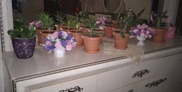 ev bitkiləri: Kamot üzərində olan bitkilər kamot qabları satılır.Remont olunur