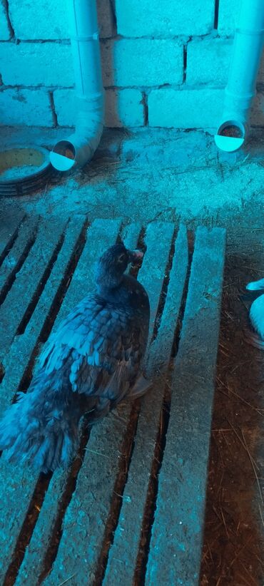 Ördəklər: 3 ay yarımlıq cins lal ördəklər (Lavanda, Krasnodar Macar Kül — 9