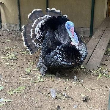 Индюки: Продаю | Инкубационные яйца, Индюшка (самка), Индюк (самец) | Бройлерная, Северокавказская | На забой, Для разведения | Племенные — 2