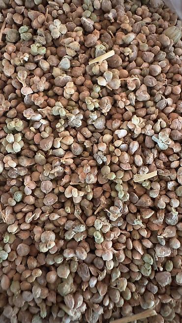 Toxumlar: ✨ 4 Mövsüm ✨ 🌱 Artıq evinizdə və bağçanızda təbii, dərmansız və — 6