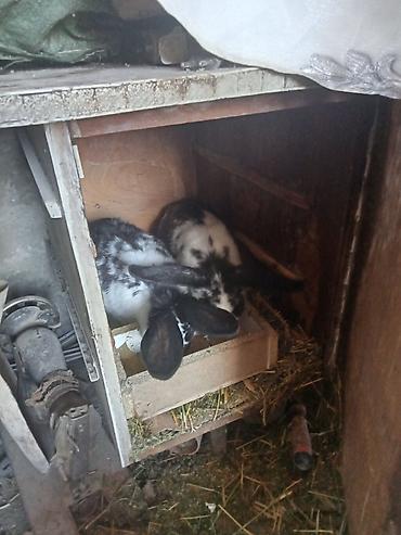 Кролики: Продаю | Крольчата | Для разведения — 6