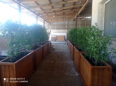 Bitkilər üçün dibçəklər: Dibçək güldanlar. Dipçəklər bir başa sexdən.Sex qiymətinə. ♦️Endrim — 6