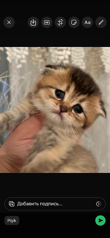 Pişiklər: Britan, Erkək, Ödənişli çatdırılma — 12