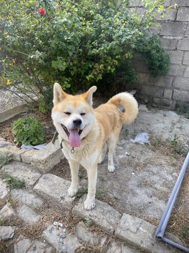 İtlər: Akita-inu, 1 il, Erkek, Peyvəndli, Ünvandan götürmə, Pulsuz çatdırılma, Ödənişli çatdırılma