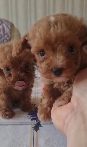 İtlər: Pudel, 3 ay, Erkek, Peyvəndli, Ünvandan götürmə — 2