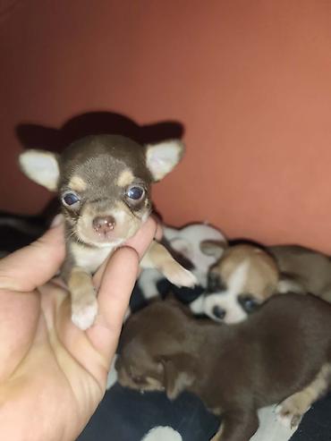 stenci prodaja nis: Čivava štenci – kratkodlaki, više boja - Pasmina: čivava (Chihuahua) — 1