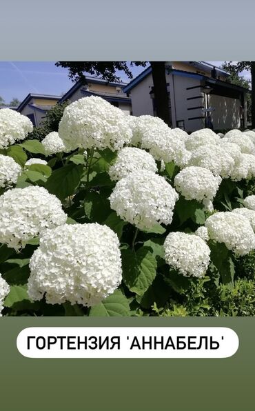 Садовые цветы и кустарники: Продаю шикарные кусты гортензии! Хороший выбор сортов: -метельчатая — 6