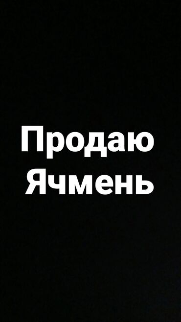 полевая брама: Продаю семенной ячмень 12тонн