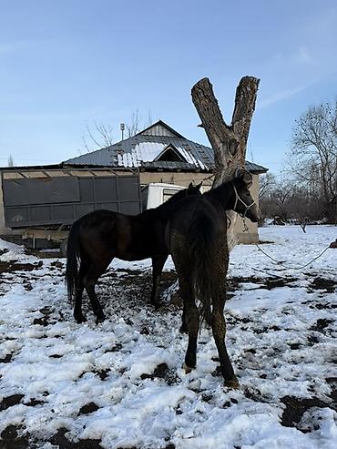 Лошади, кони: Продаю | Жеребец, Жеребенок | Рабочий — 4