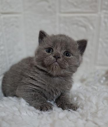 Продажа кошек: Продаётся шотландская девочка,скоттиш-страйт,возраст 1,5 — 4