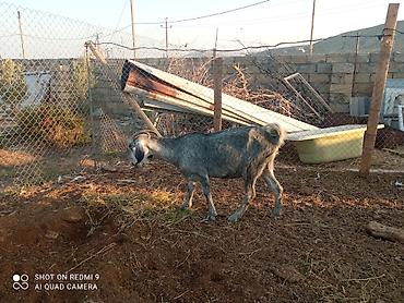 Heyvanlar: 2 baş Sani 2 baş Hələb.tam sağlam hündür heyvandır yanında 4-5aylq — 9