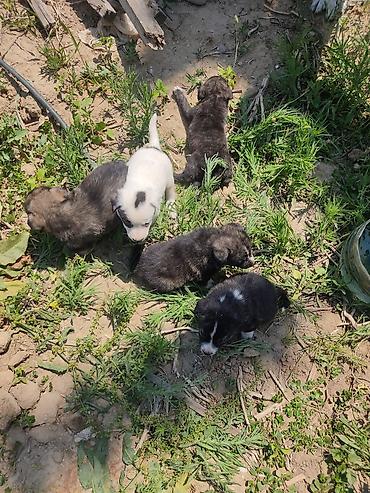İtlər: Alabay, 1 ay, Dişi — 12