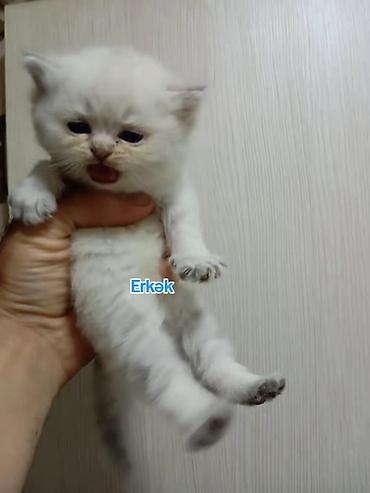 Pişiklər: Şotland, Erkək — 2