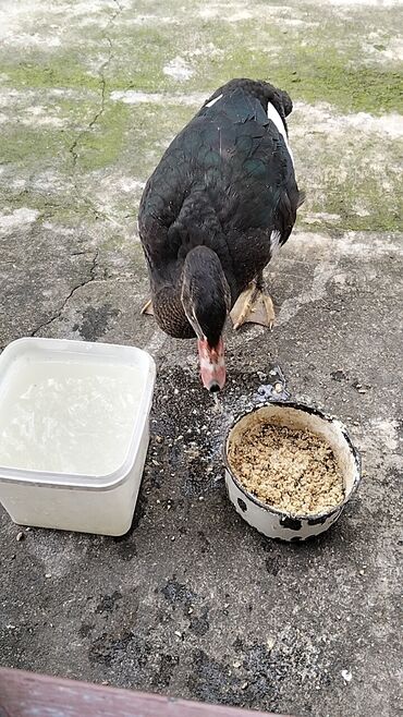 Ördəklər: Erkək, | Lal ördək, Damazlıq, Ünvandan götürmə — 5