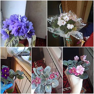 Фиалки и глоксинии: Сортовые фиалки, детки — 10