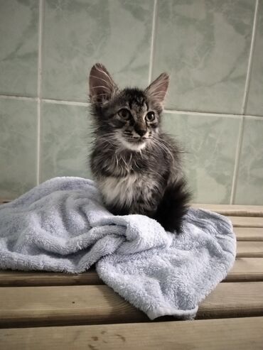 сиамский котенок цена: Котенок (мальчик) ищет себе дом