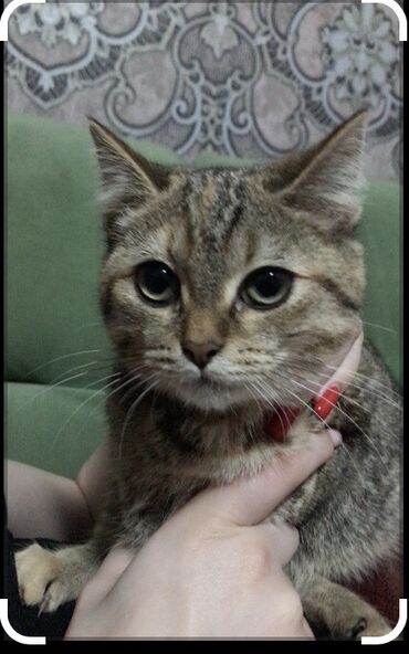 абиссинский кот: Отдам кошку в добрые руки возраст 6 месяцев