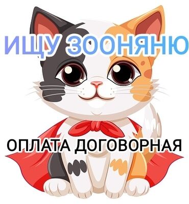 продажа домашних животных: 1 год, Мальчик, Кастрирована, Приучена к лотку, Проглистована