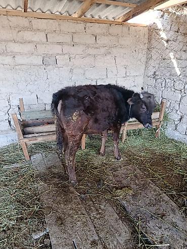 Коровы, быки: Продаю | Бык (самец) | Абердин-ангус — 9