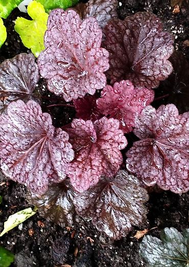 Другие садовые цветы и кустарники: Продаю гейхеру. В коллекции более 80 сортов. Звоните по тел. Вацап — 5