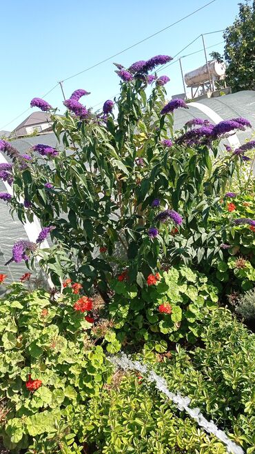 Toxumlar: Həyət gülleri. 90növ çesid var! — 5