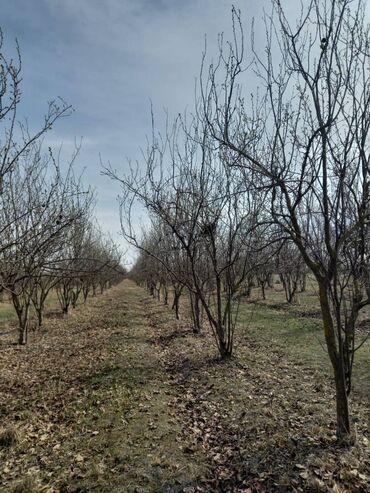 бизнес: 420 sot, Biznes üçün, Mülkiyyətçi, Kupça (Çıxarış)