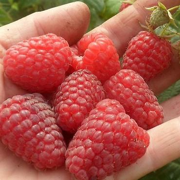 Малина: Малина ремонтантная (сорт — 2