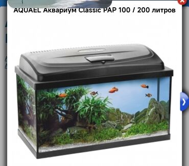 Рыбы: Продаю аквариум на 200 л 
Рыбка кои в подарок