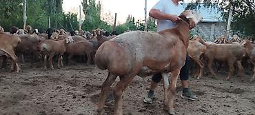 мышык бишкек: Сатам | Кочкор (эркек) | Көбөйтүү үчүн — 2