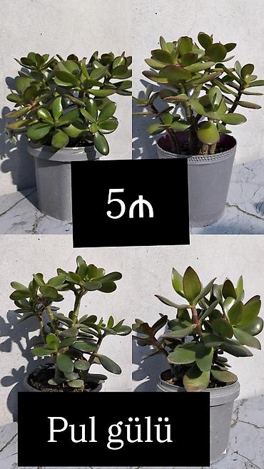 ağac gülləri: Pul gülü (Crassula ovata) – saksıda ətli yarpaqlı sukulent. - — 4