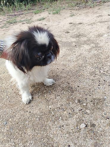 it bala: Dişi pekines — 3