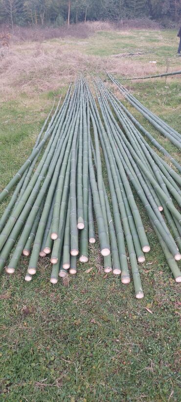 Tinglər: Məhsul: İynəyarpaqlı dekorativ ağac və xurma tingləri - Thuja/Kiparis — 15