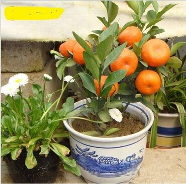 Sve za kuću i baštu: █▬█ █ ▀█▀ *** EXTRA PONUDA *** Minijaturna Mandarina 10 semenki CENA
