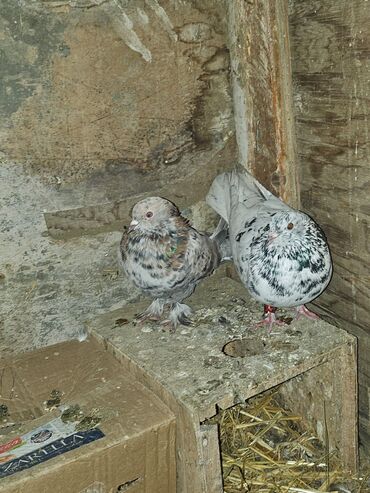 Göyərçinlər: Müxtəlif rənglərdə iki göyərçin təklif olunur. Biri gənc, qəhvəyi, boz — 5