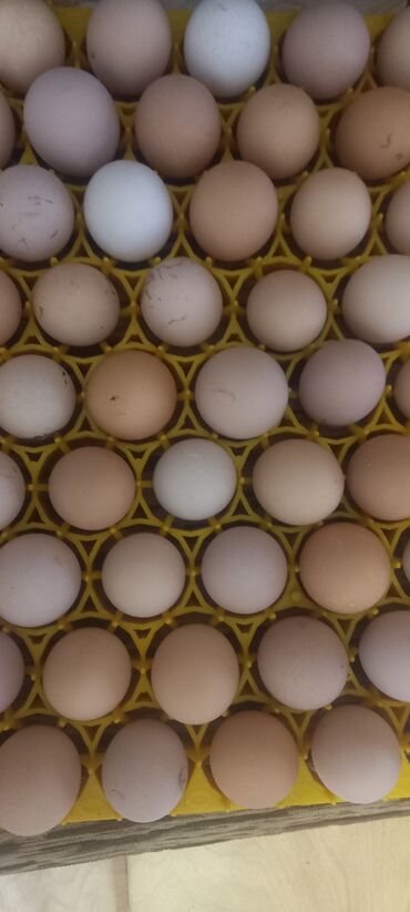 Cücələr: Avstrolop Alman sortu yumurtaları satılır