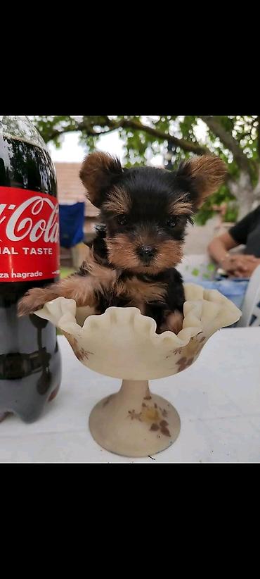 Psi: Jorkšir terijer – štenci iz kućnog legla majka ima kilo i po otac 980 — 6