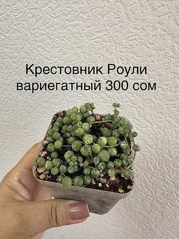 приму в дар комнатные цветы: Укорененные черенки/отростки. Адрес 8 мкр — 10