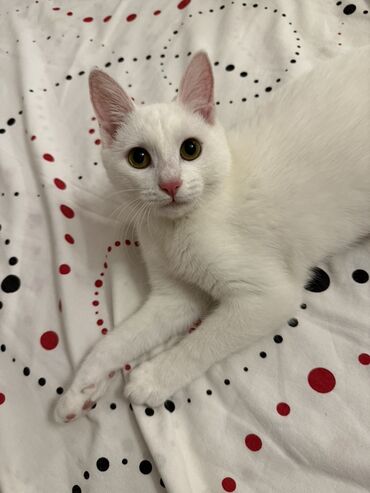 cins ineklerin satisi 2019: В добрые руки at lalafo.az cins ineklerin satisi 2019: В добрые руки