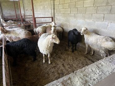 Бараны, овцы: Продаю | Овца (самка), Ягненок, Баран (самец) | На забой