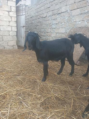boğaz keçi: Qara rəngli disi heleb keçilər – uzun qulaqlı heleb buynuzlu, iri — 4