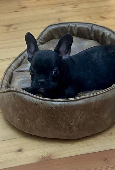 İtlər: 🐾 Продаётся щенок французского бульдога 🖤 Окрас: чёрный 🎂 Возраст: 2 — 2