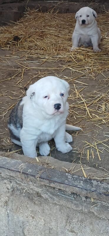 İtlər: Alabay, 1 ay, Erkek, Peyvəndli, Ödənişli çatdırılma — 6