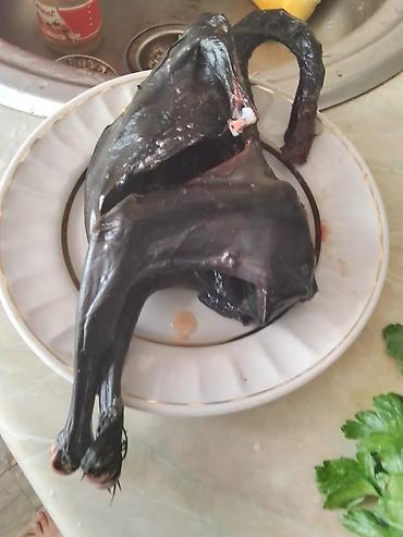 Toyuqlar: Toyuq, Ətlik -da lalafo.az — 21 Toyuqlar: Toyuq, Ətlik — 21