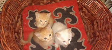 домик для котов: Отдам котят в добрые руки, к лотку приучены кушают все