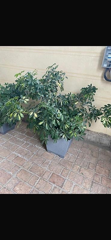 цветы на улицу: Шефлера (Schefflera arboricola) в декоративных горшках Цветы находятся — 2