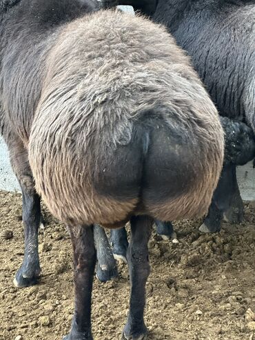 Бараны, овцы: Продаю | Баран (самец), Ягненок | Гиссарская, Арашан | Для разведения, Для шерсти, На забой | Племенные — 7