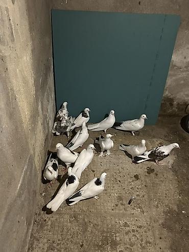 spiç: Salam hamsi secme heyvanlardi 21 denedi — 1