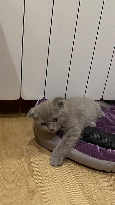 Pişiklər: Şotland — 9