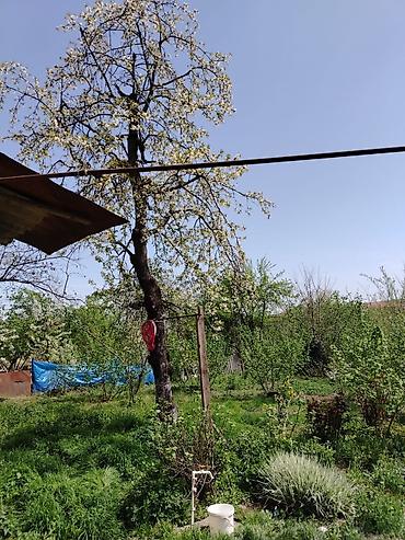 Torpaq sahələrinin satışı: 10 sot, Mülkiyyətçi — 7